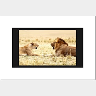 Post-coital Conversation, Lions, Maasai Mara, Kenya Posters and Art